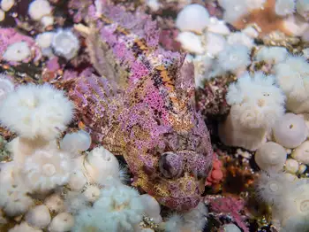 Red Irish Lord Sculpin