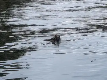 Sea Otter