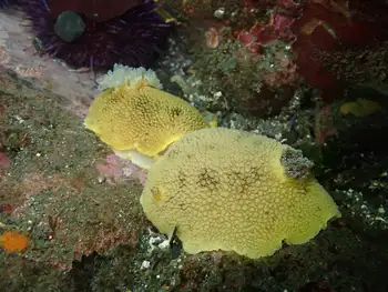 Noble Sea Lemons