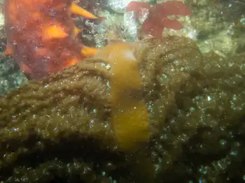sieve kelp