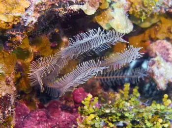 Golden Feather Star