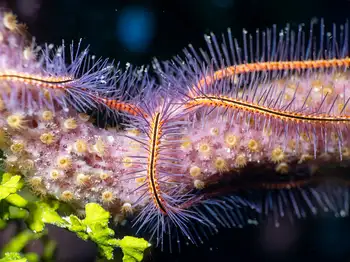 Brittle Star