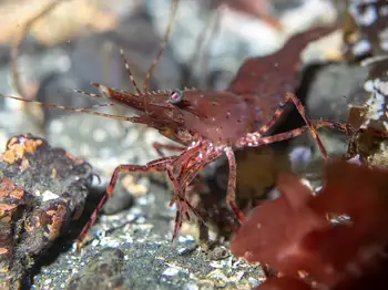 coonstripe shrimp