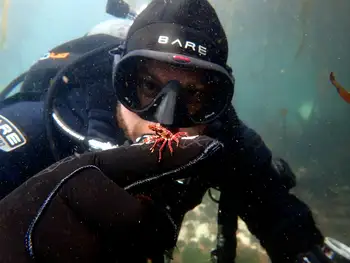 Diver and Cryptic Kelp Crab