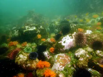 Sea Urchins