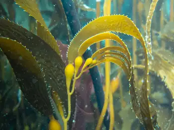Giant Kelp