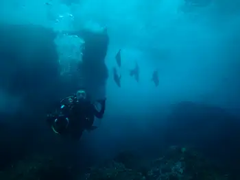 Diver and Galapagos Sea Lions