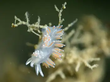 Red Gilled Nudibranch