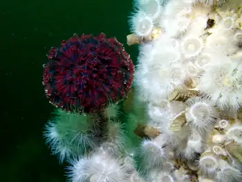 Vancouver Feather Duster Worm and Short Plumose Anemones