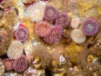 Painted Anemones
