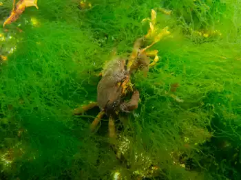 Northern Kelp Crab