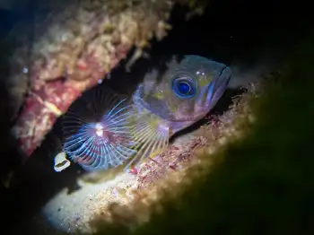 young of year rockfish