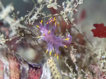 Multicolor Dendronotid