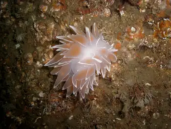 Alabaster Nudibranch and Hydroids