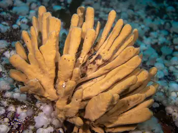 Glove Sponge