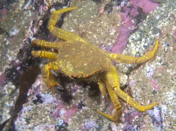 helmet crab