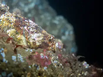 Buffalo Sculpin