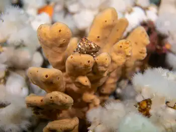 Glove Sponge