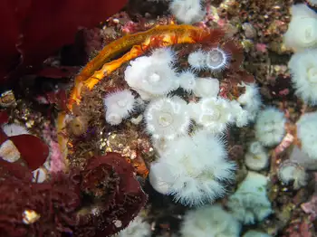 Short Plumose Anemones