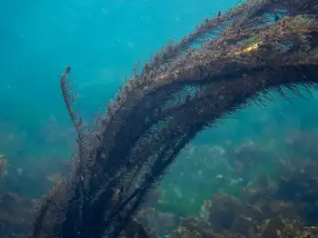 Feather Boa Kelp