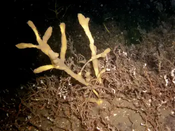 Tough Yellow Branching Sponge and Prolific Three Section Tube Worms