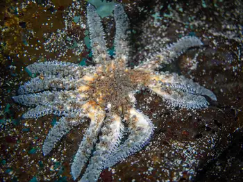 Sunflower Star