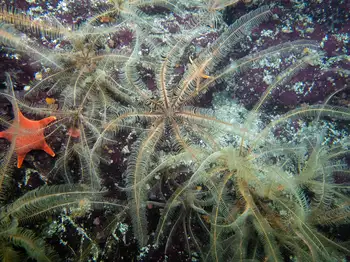 Northwest Feather Stars
