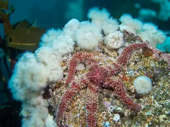 Rainbow Star and Short Plumose Anemones