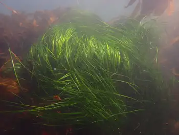 Eelgrass