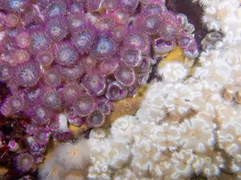Pink Tipped Anemones