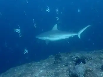 Blacktail Reef Shark