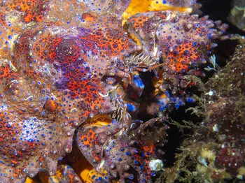 Puget Sound King Crab