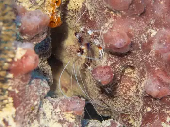 banded coral shrimp