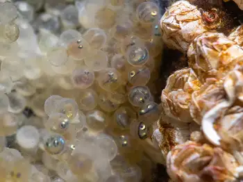 Fish Eggs