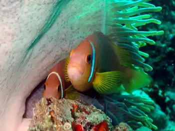 maldives anemone fish