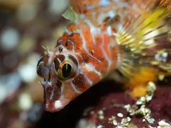 Sculpin