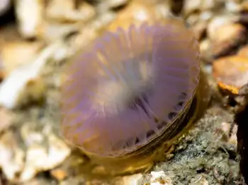 slime tube feather duster worm