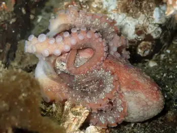 Juvenile Red Octopus