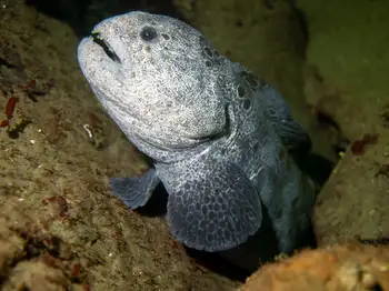 Wolf Eel