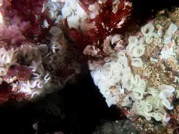 barnacle eating nudibranch