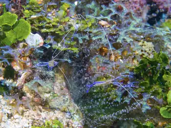 Pederson Cleaner Shrimp