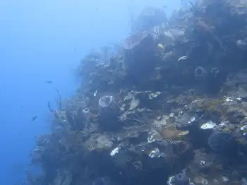 Dive Site