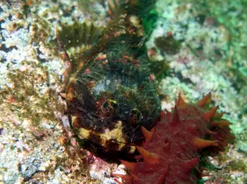 Buffalo Sculpin