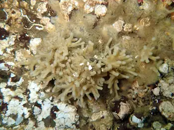delicate staghorn bryozoan