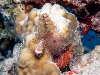 Feather Duster Worms