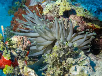 Giant Anemone