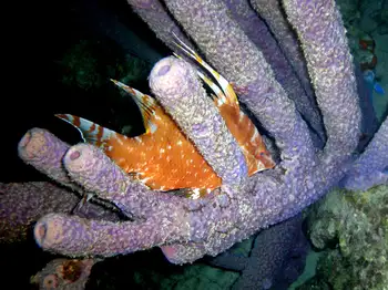 Hogfish and Stovepipe Sponge