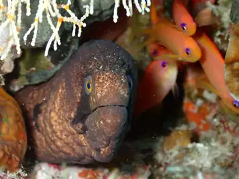 blackcheek moray eel