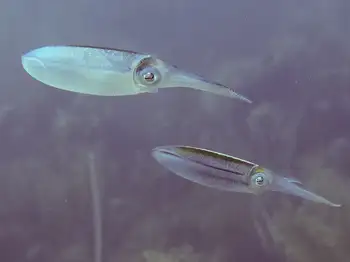 Caribbean Reef Squid