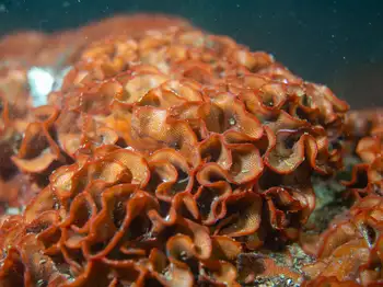 Red Rust Bryozoan